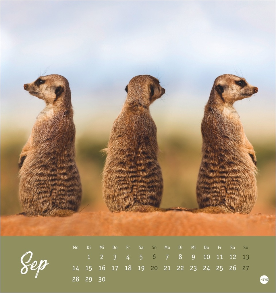 Weitere Ansicht: Erdmännchen Postkartenkalender 2026