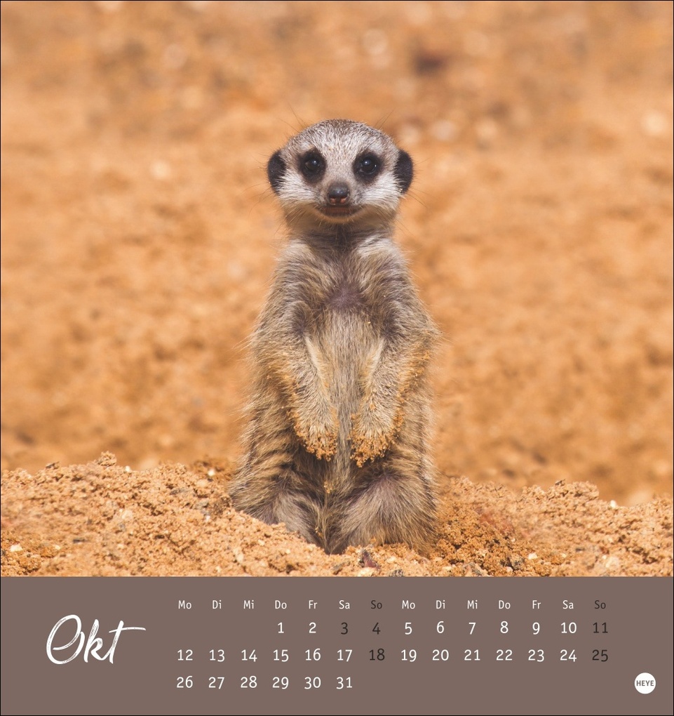 Weitere Ansicht: Erdmännchen Postkartenkalender 2026