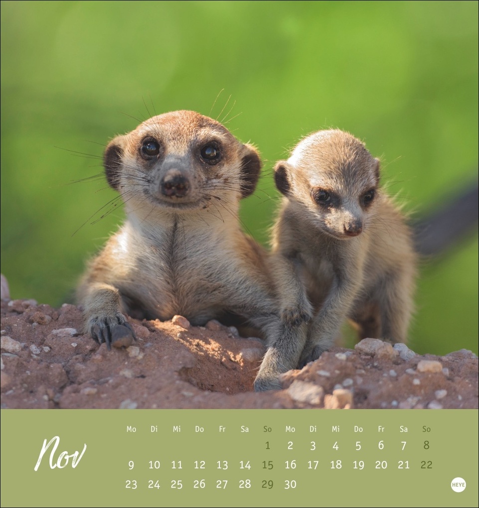 Weitere Ansicht: Erdmännchen Postkartenkalender 2026