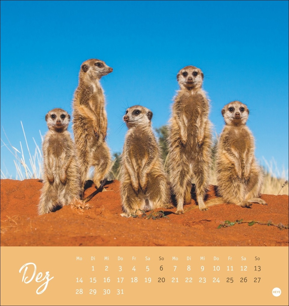 Weitere Ansicht: Erdmännchen Postkartenkalender 2026