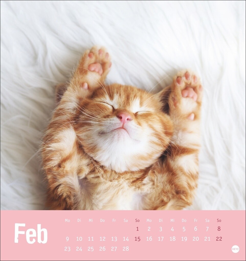 Weitere Ansicht: Tierisch entspannte Katzen Postkartenkalender 2026