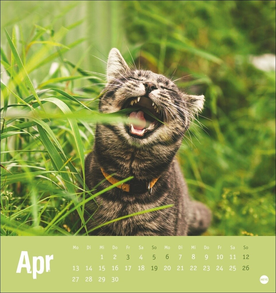 Weitere Ansicht: Tierisch entspannte Katzen Postkartenkalender 2026