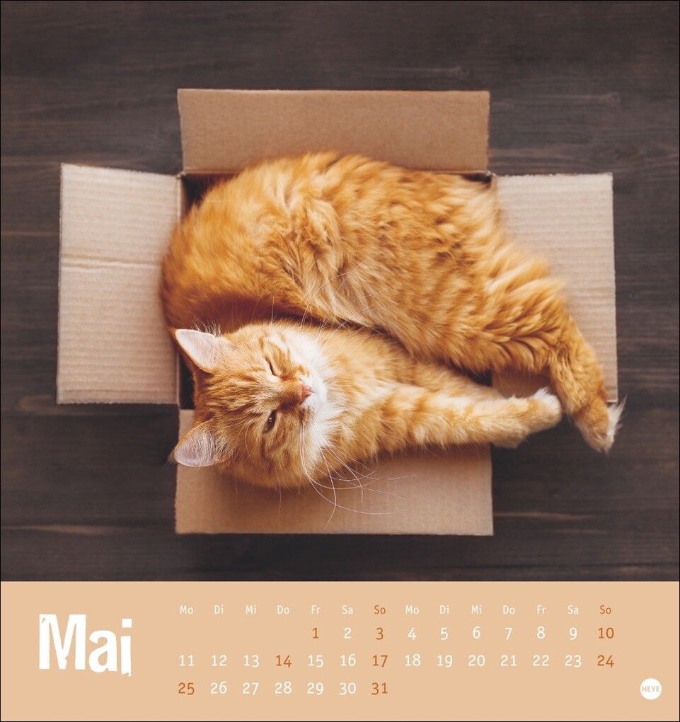 Weitere Ansicht: Tierisch entspannte Katzen Postkartenkalender 2026