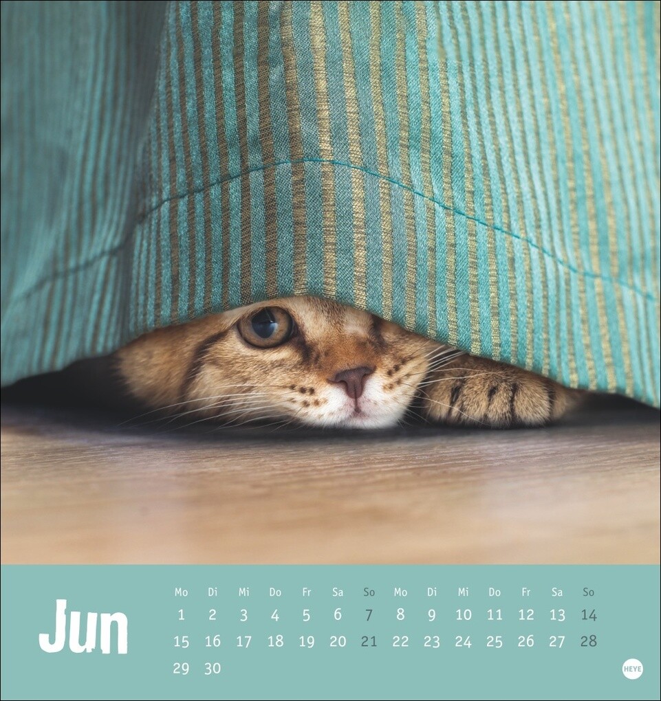 Weitere Ansicht: Tierisch entspannte Katzen Postkartenkalender 2026