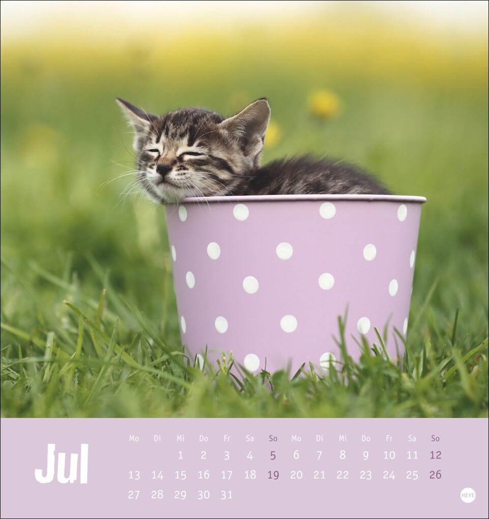 Weitere Ansicht: Tierisch entspannte Katzen Postkartenkalender 2026
