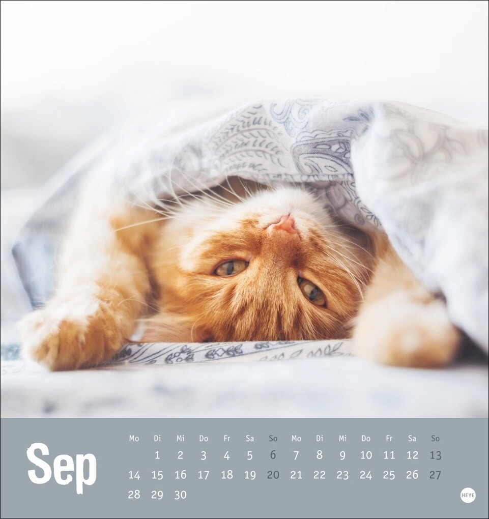 Weitere Ansicht: Tierisch entspannte Katzen Postkartenkalender 2026