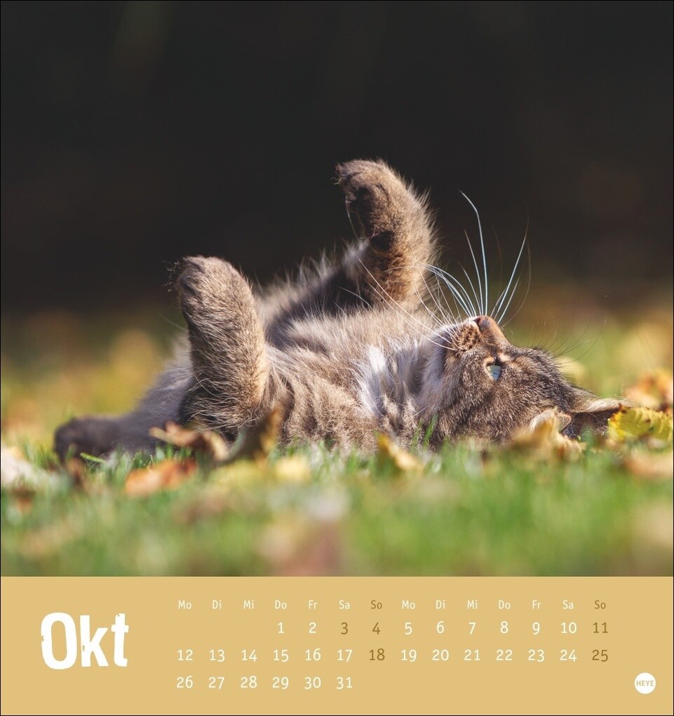 Weitere Ansicht: Tierisch entspannte Katzen Postkartenkalender 2026