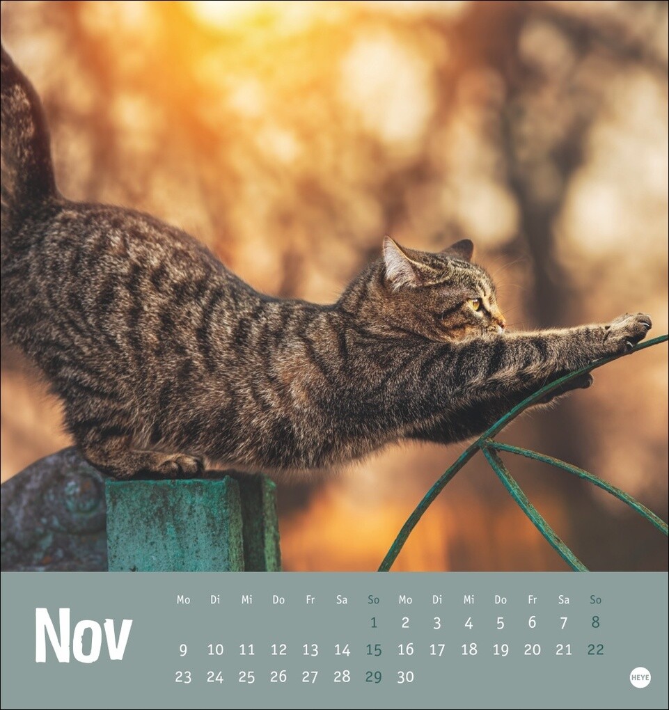 Weitere Ansicht: Tierisch entspannte Katzen Postkartenkalender 2026