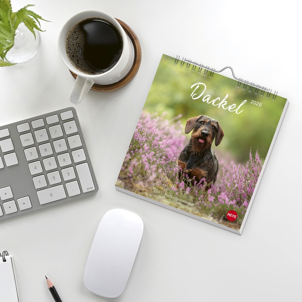 Weitere Ansicht: Dackel Postkartenkalender 2026