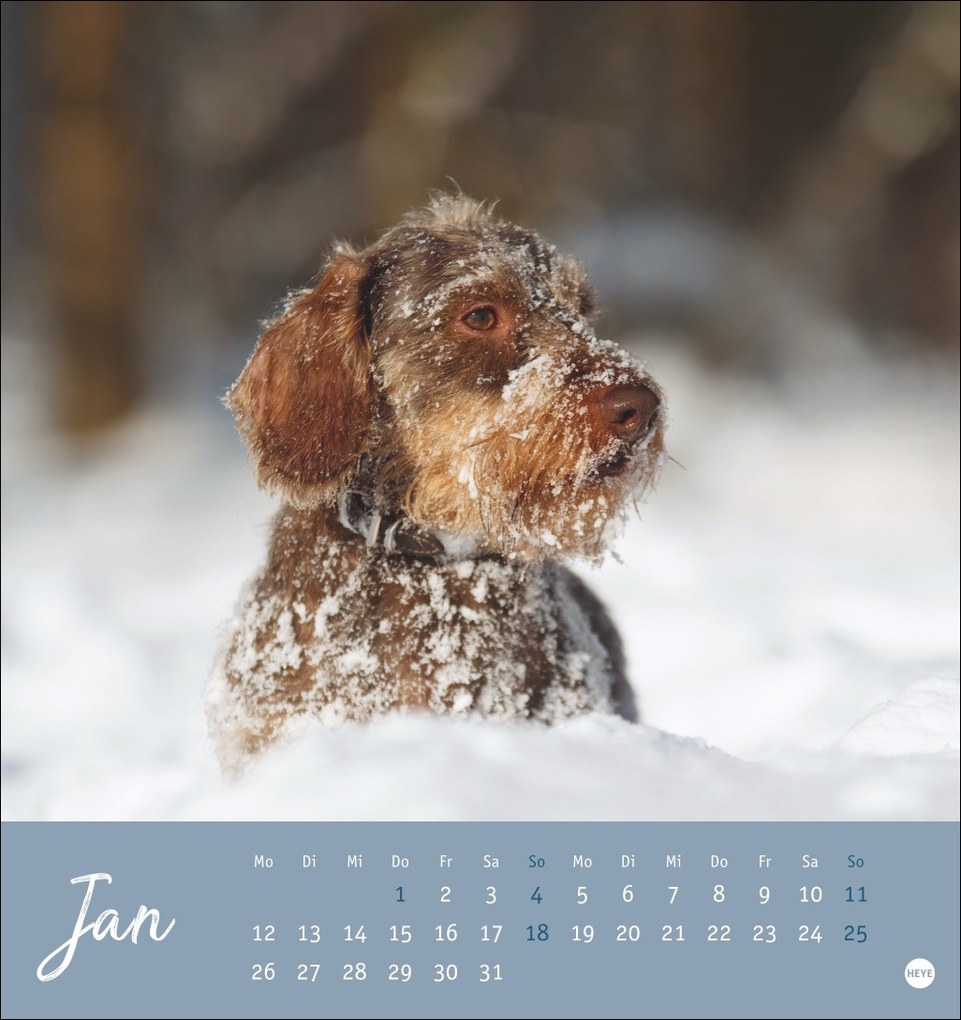 Weitere Ansicht: Dackel Postkartenkalender 2026