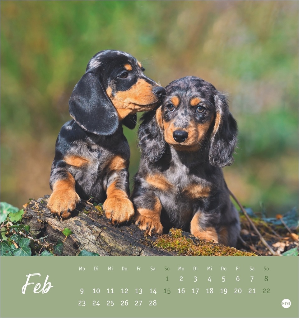 Weitere Ansicht: Dackel Postkartenkalender 2026