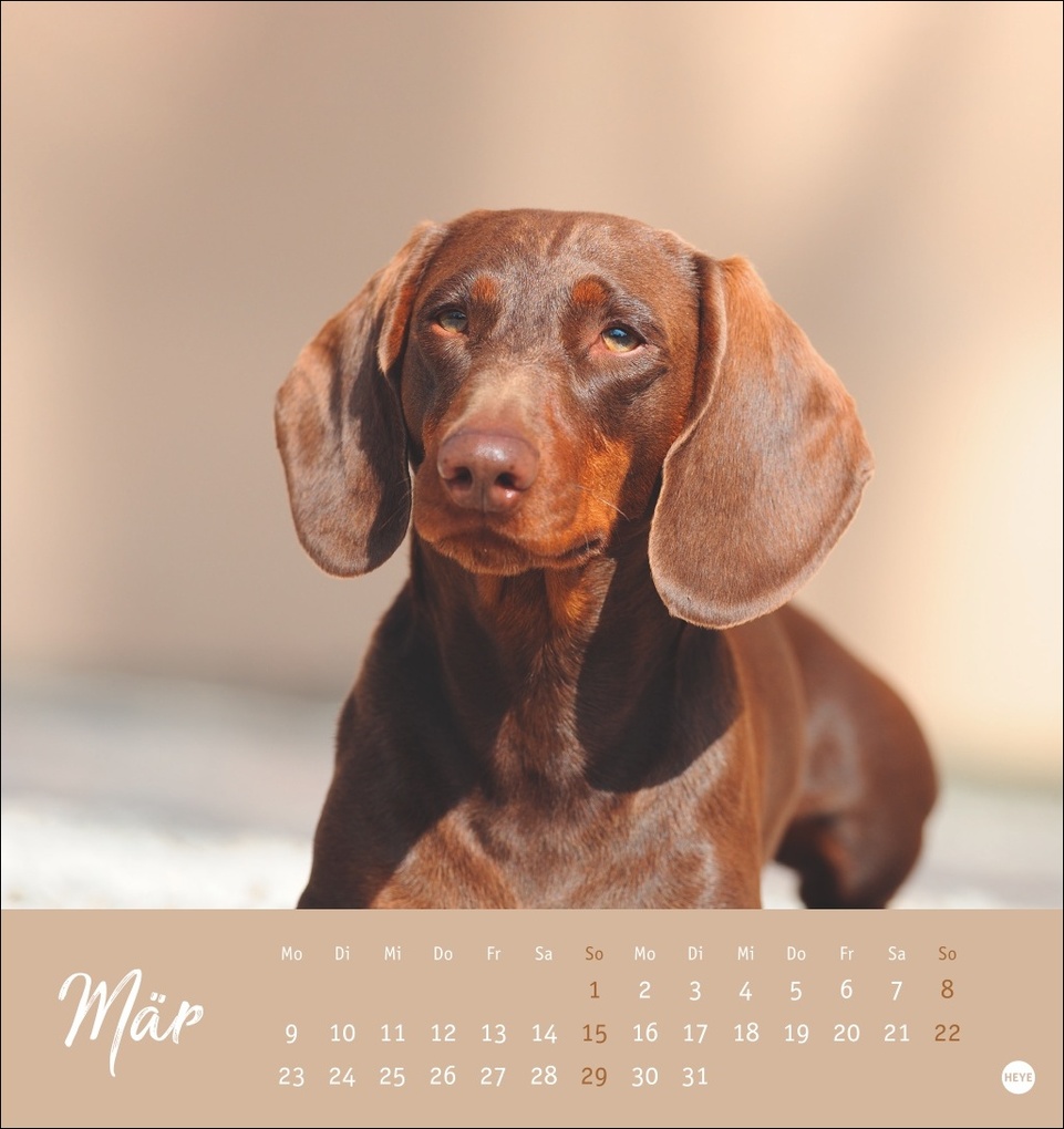 Weitere Ansicht: Dackel Postkartenkalender 2026