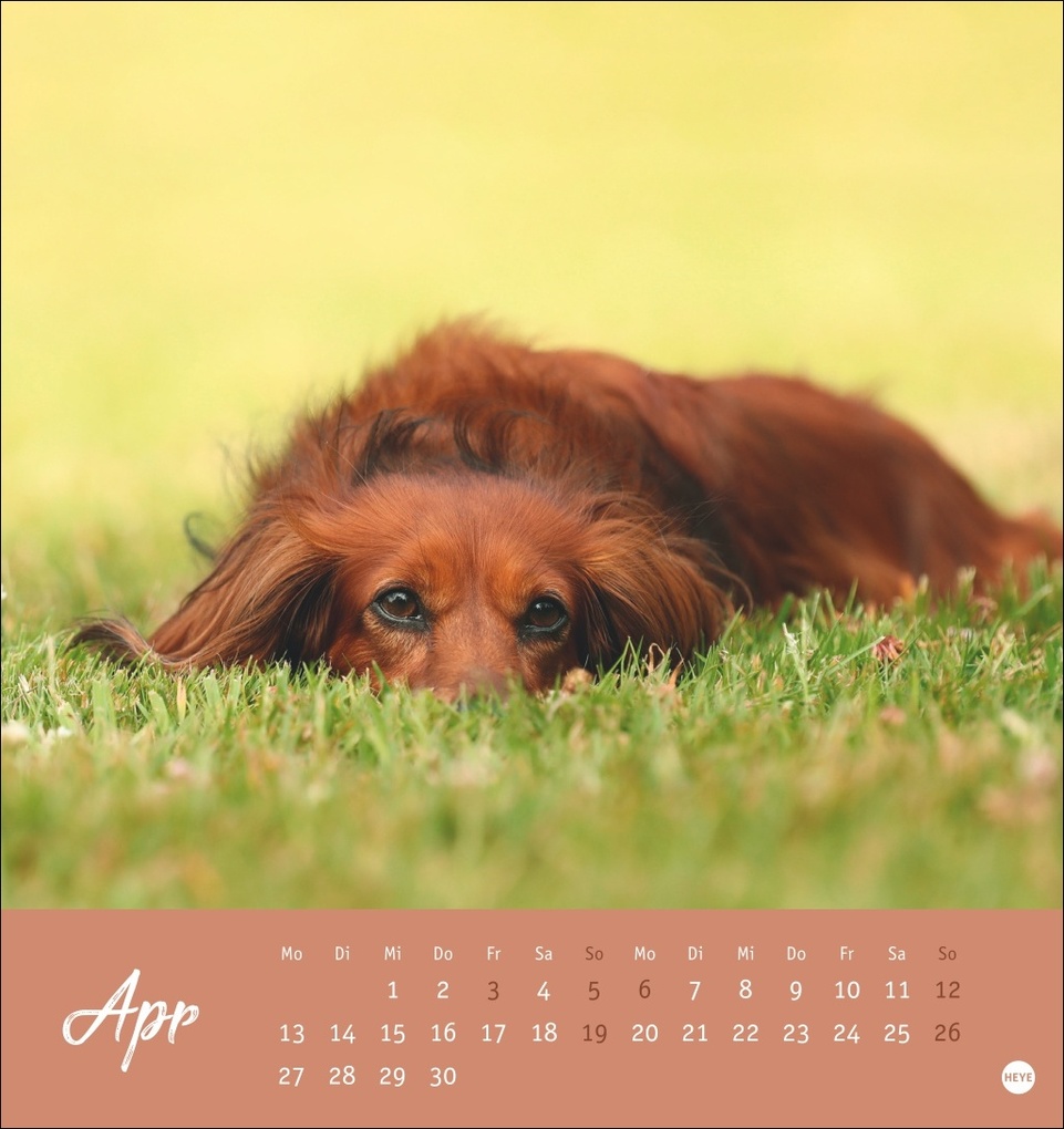 Weitere Ansicht: Dackel Postkartenkalender 2026