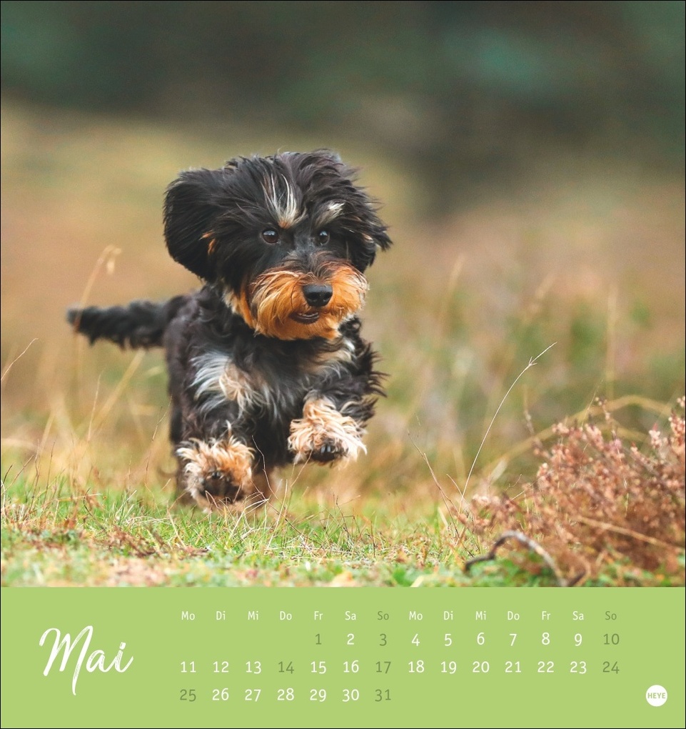 Weitere Ansicht: Dackel Postkartenkalender 2026
