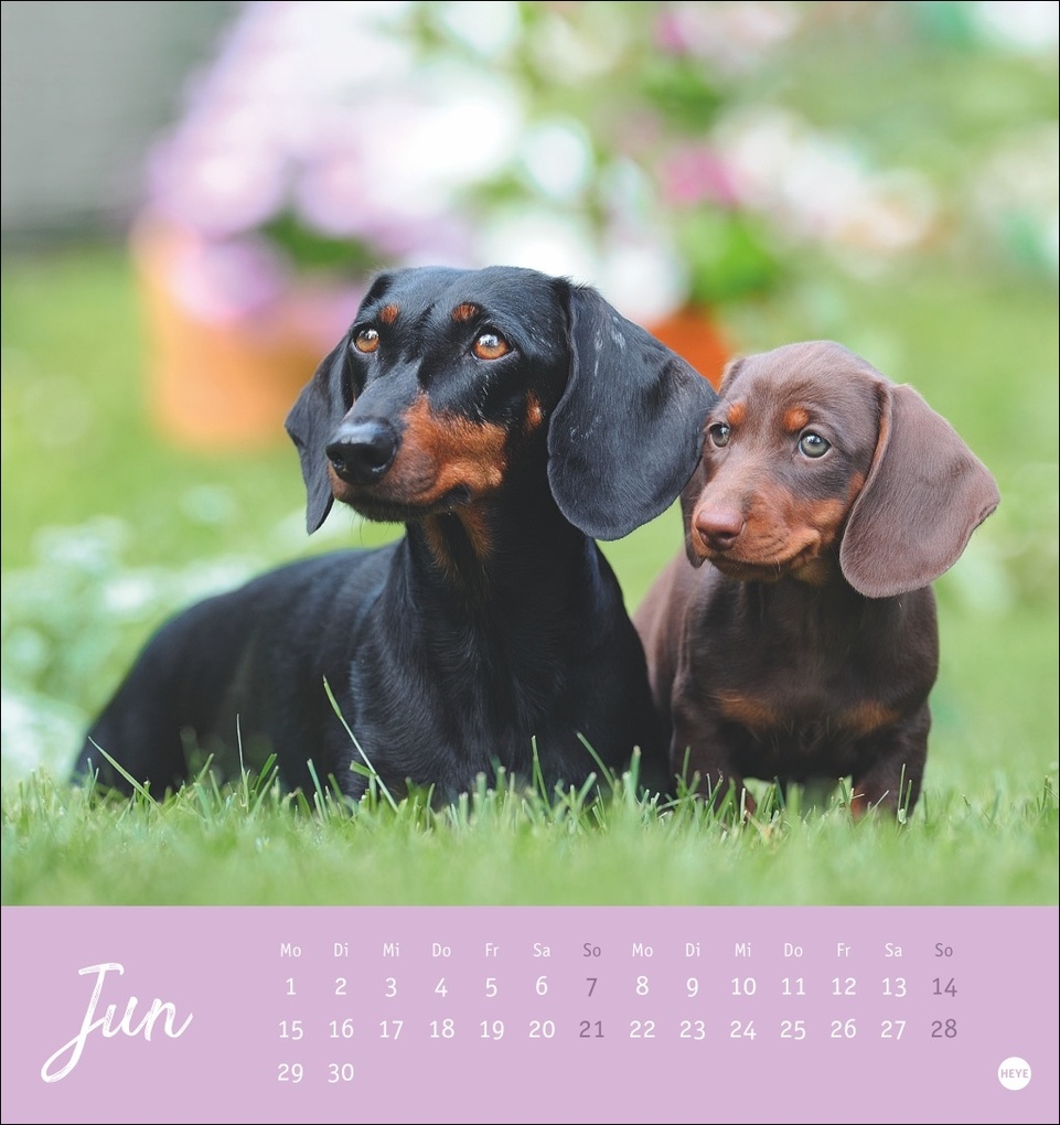 Weitere Ansicht: Dackel Postkartenkalender 2026