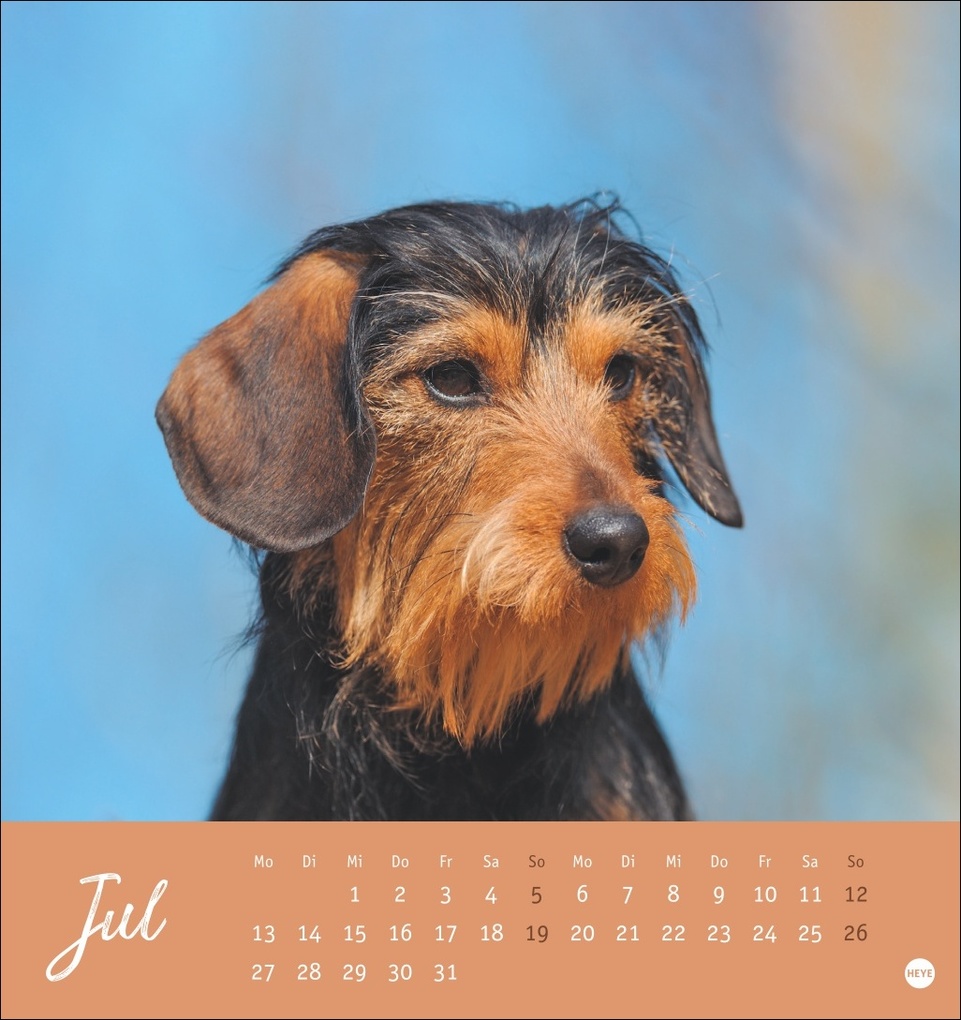 Weitere Ansicht: Dackel Postkartenkalender 2026