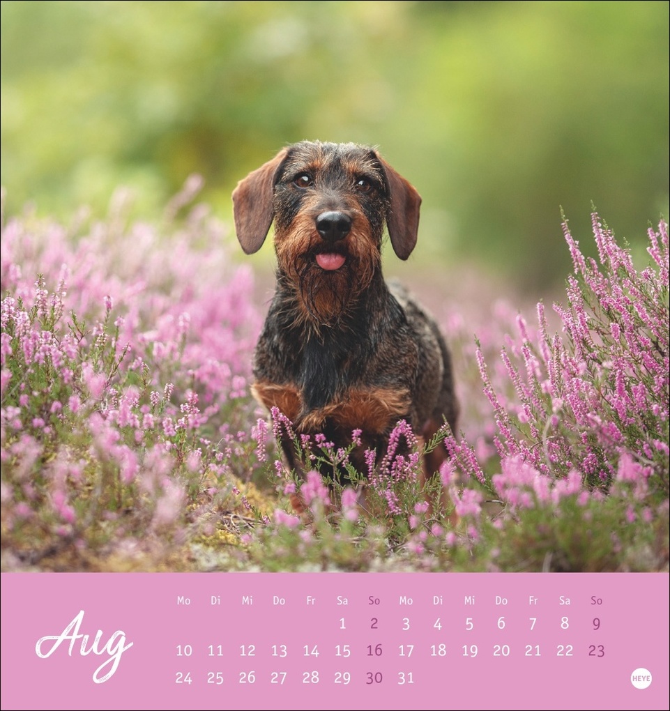 Weitere Ansicht: Dackel Postkartenkalender 2026