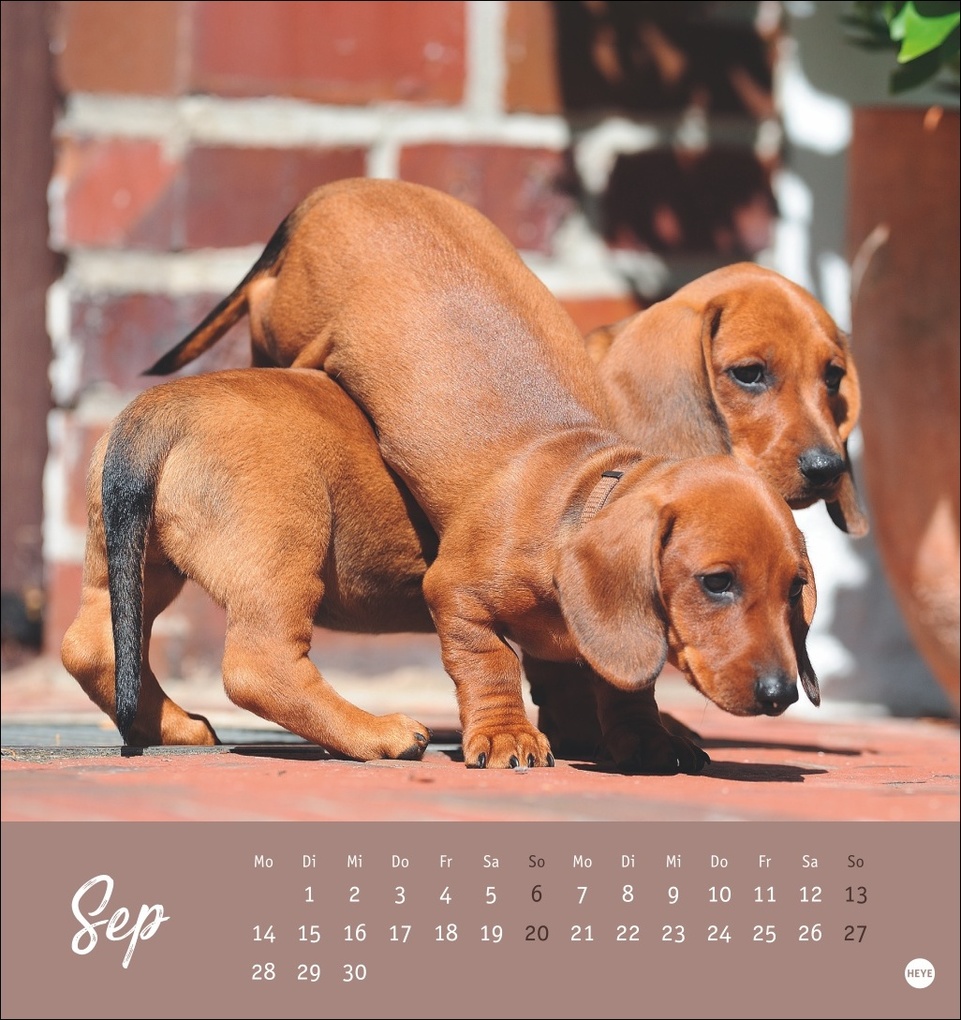 Weitere Ansicht: Dackel Postkartenkalender 2026