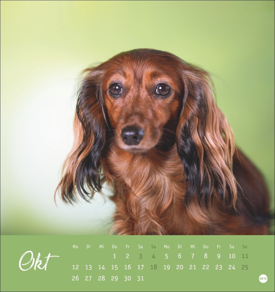 Weitere Ansicht: Dackel Postkartenkalender 2026
