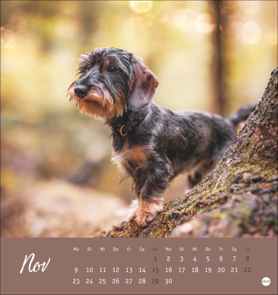 Weitere Ansicht: Dackel Postkartenkalender 2026