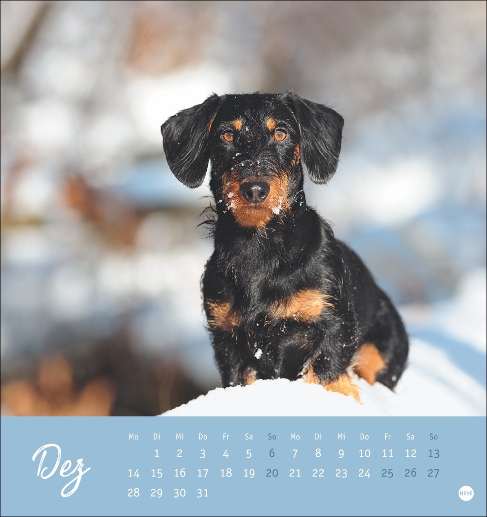 Weitere Ansicht: Dackel Postkartenkalender 2026