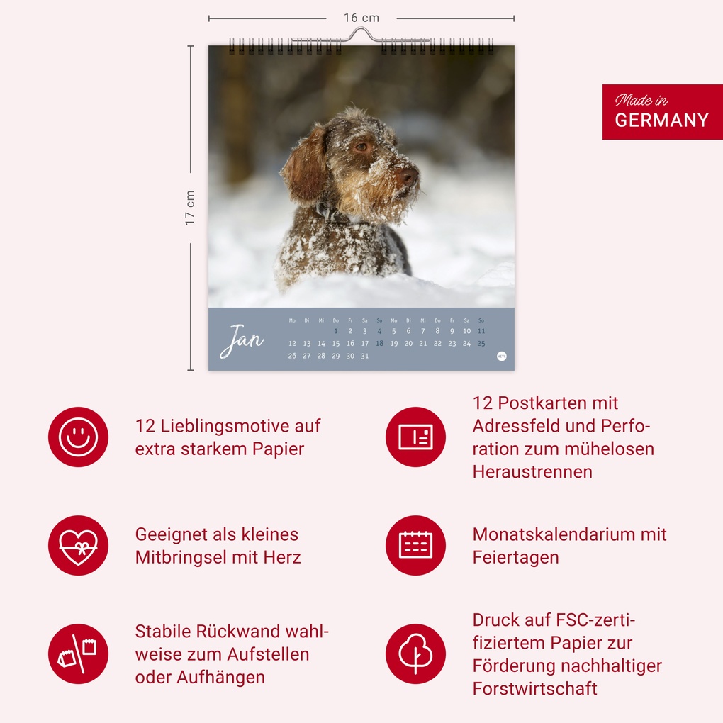 Weitere Ansicht: Dackel Postkartenkalender 2026
