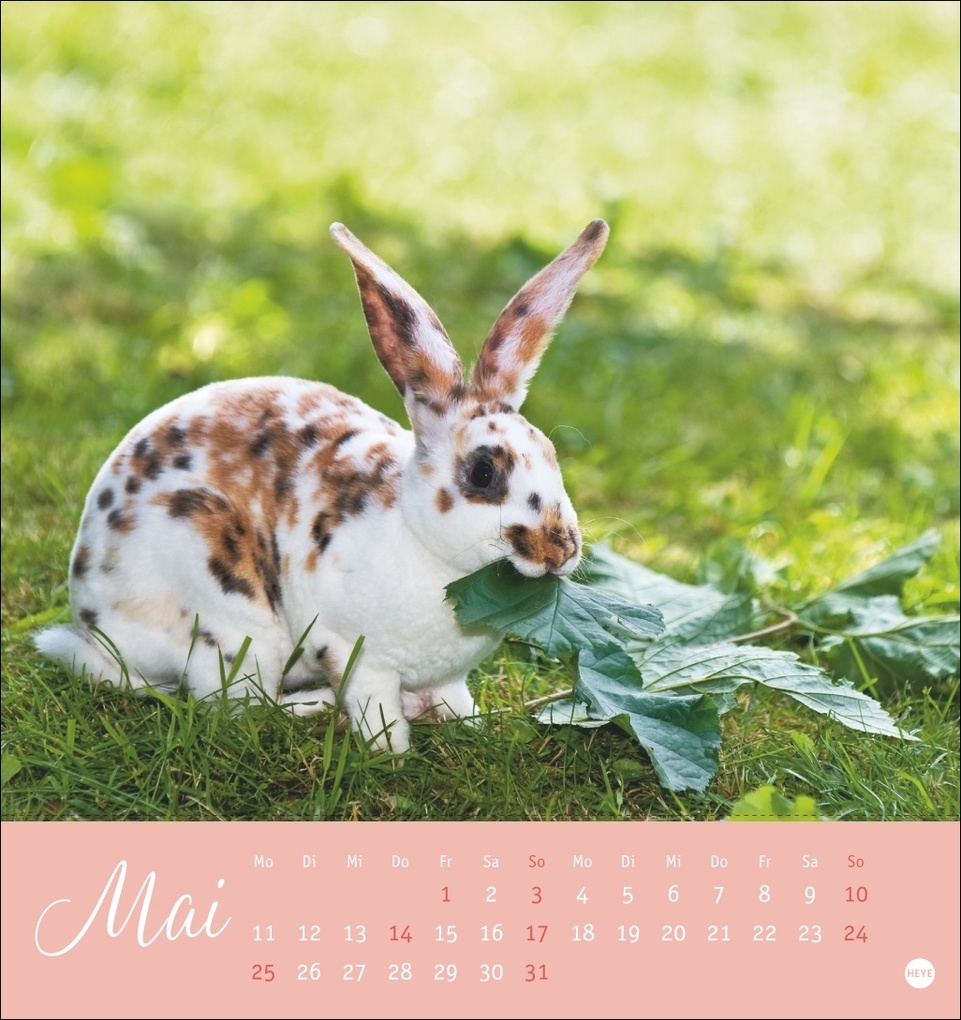 Weitere Ansicht: Süße Kaninchen Postkartenkalender 2026