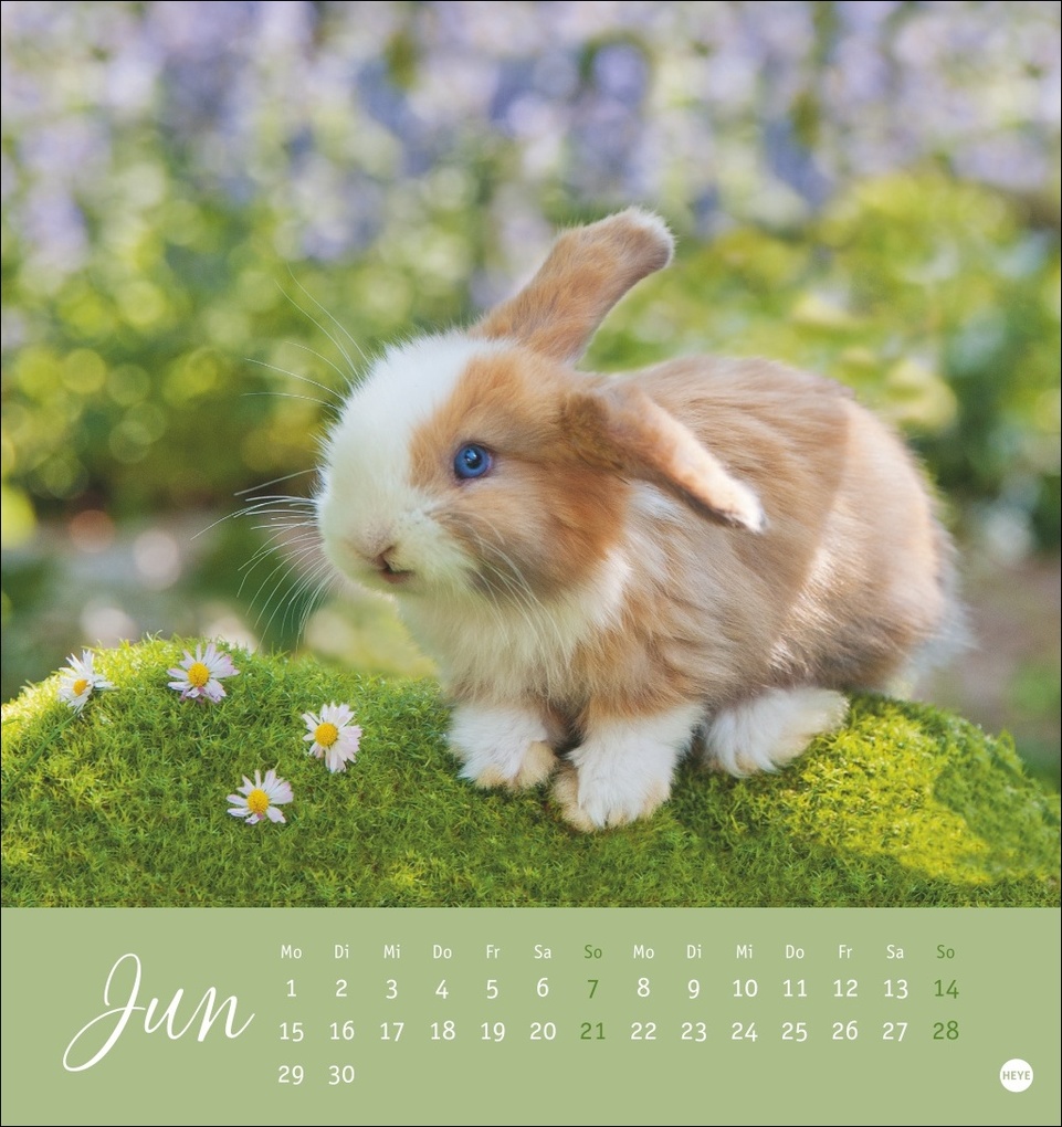 Weitere Ansicht: Süße Kaninchen Postkartenkalender 2026
