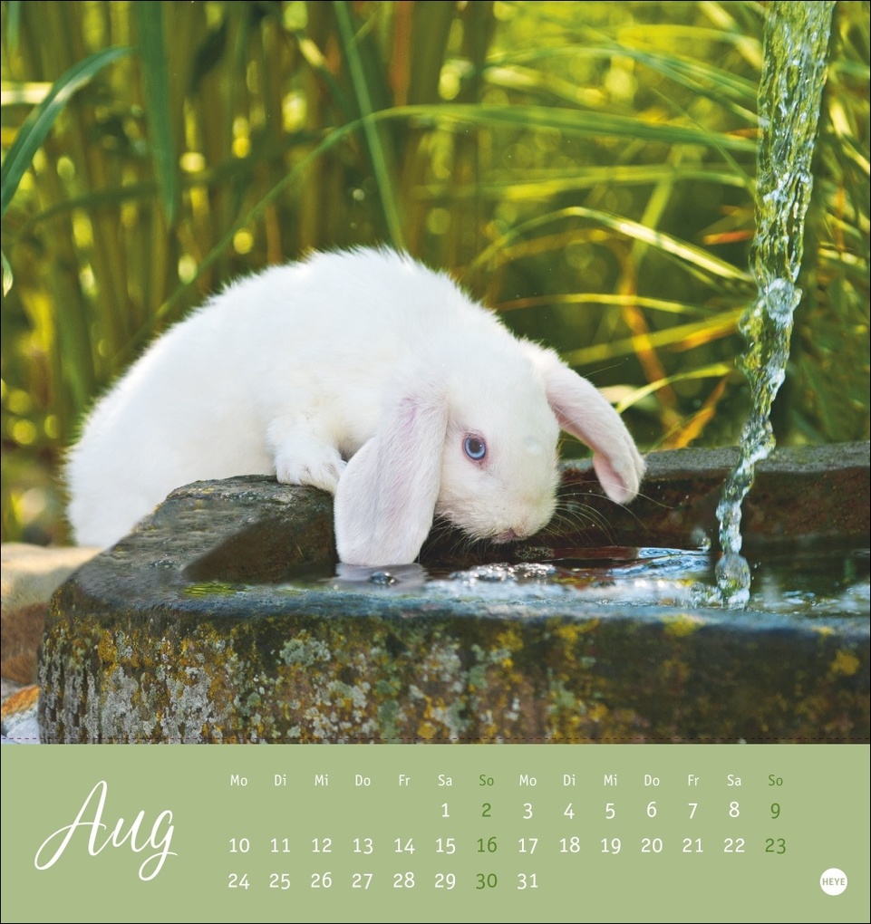 Weitere Ansicht: Süße Kaninchen Postkartenkalender 2026