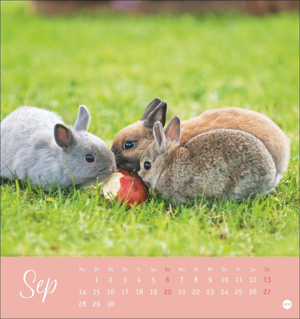 Weitere Ansicht: Süße Kaninchen Postkartenkalender 2026