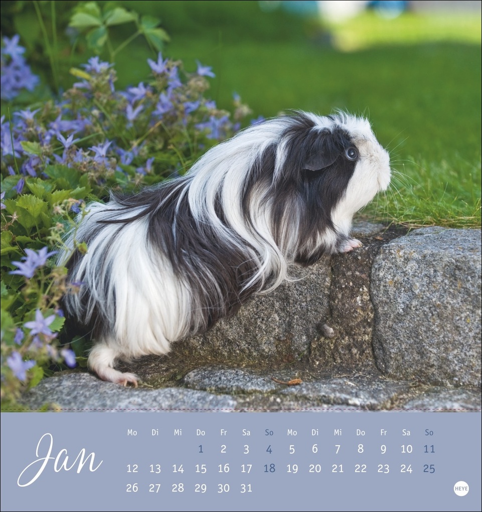 Weitere Ansicht: Kuschelige Meerschweinchen Postkartenkalender 2026