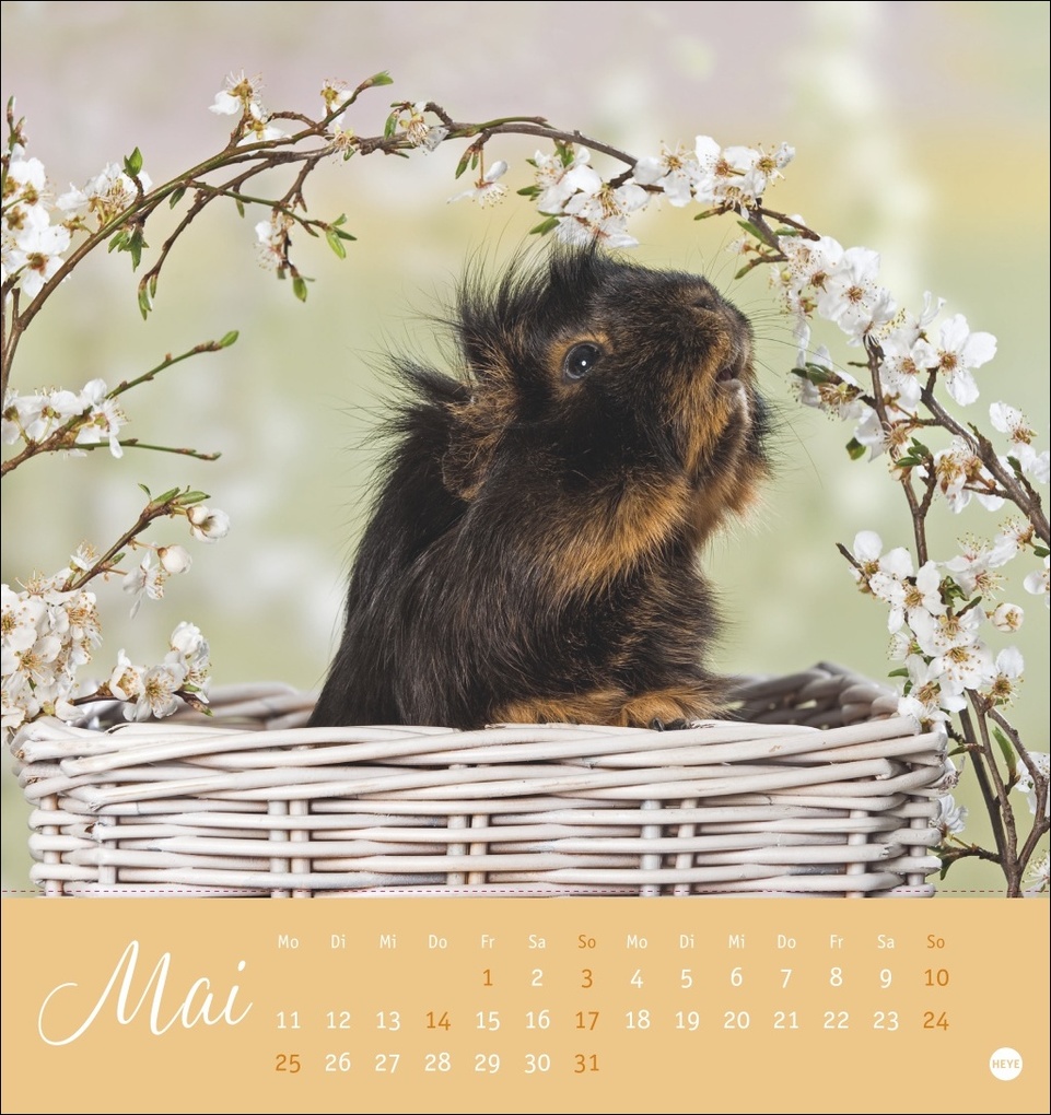Weitere Ansicht: Kuschelige Meerschweinchen Postkartenkalender 2026