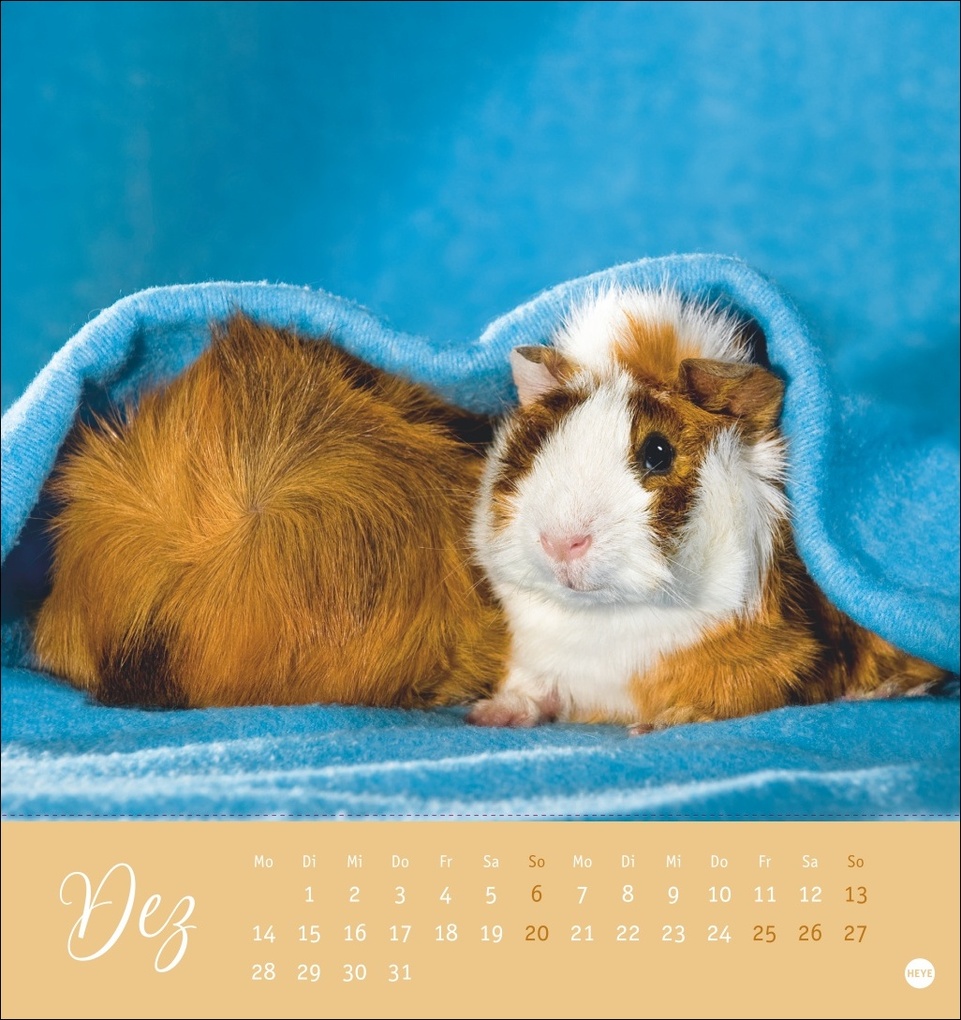 Weitere Ansicht: Kuschelige Meerschweinchen Postkartenkalender 2026