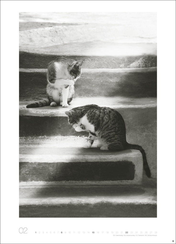 Weitere Ansicht: Cats Edition Kalender 2026