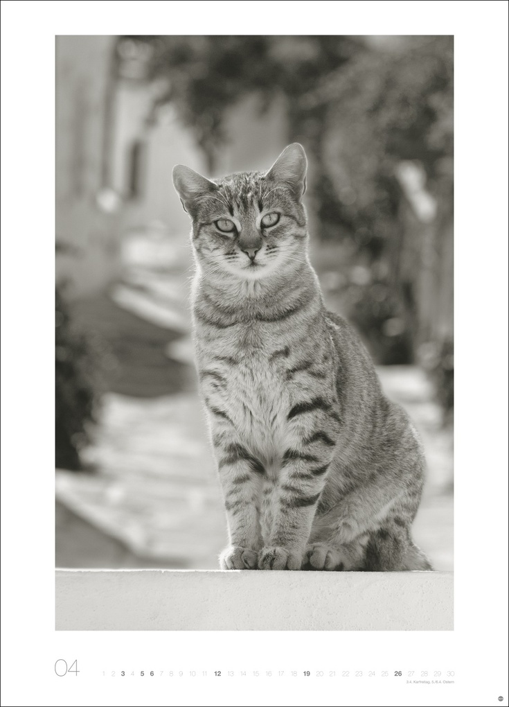 Weitere Ansicht: Cats Edition Kalender 2026