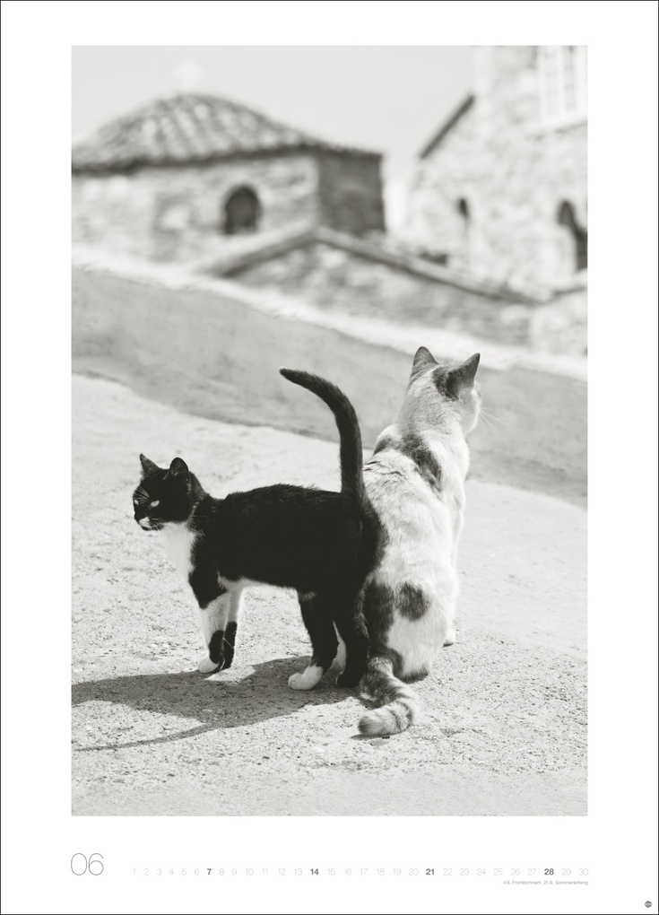 Weitere Ansicht: Cats Edition Kalender 2026