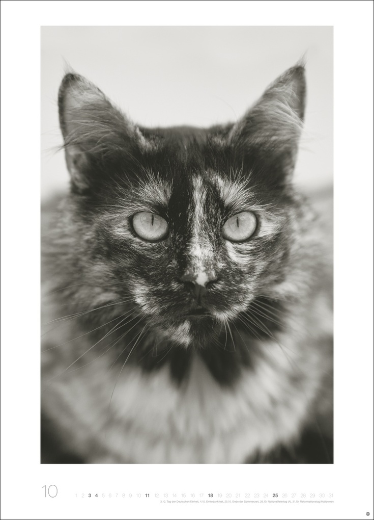Weitere Ansicht: Cats Edition Kalender 2026