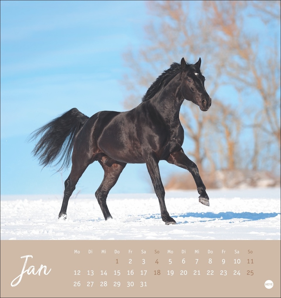 Weitere Ansicht: Pferde Postkartenkalender 2026 - Starke Freunde