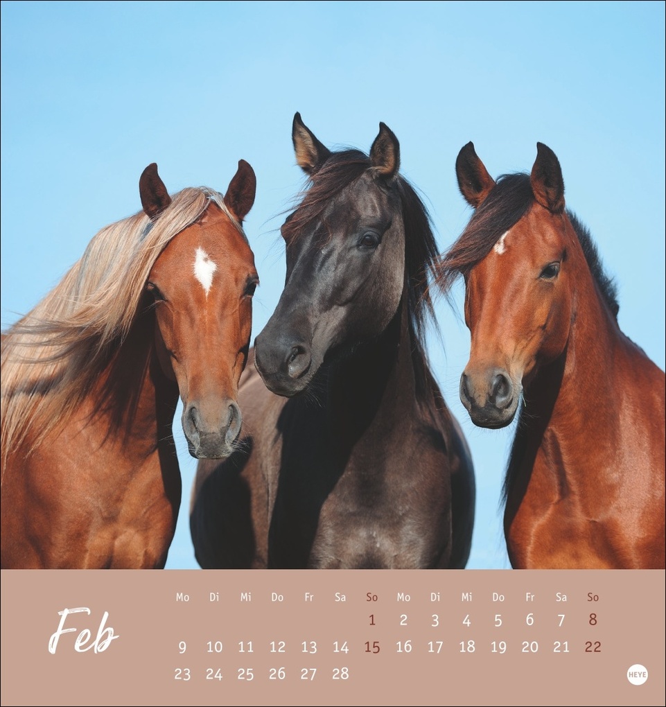 Weitere Ansicht: Pferde Postkartenkalender 2026 - Starke Freunde
