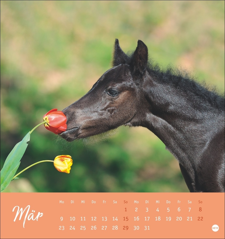 Weitere Ansicht: Pferde Postkartenkalender 2026 - Starke Freunde