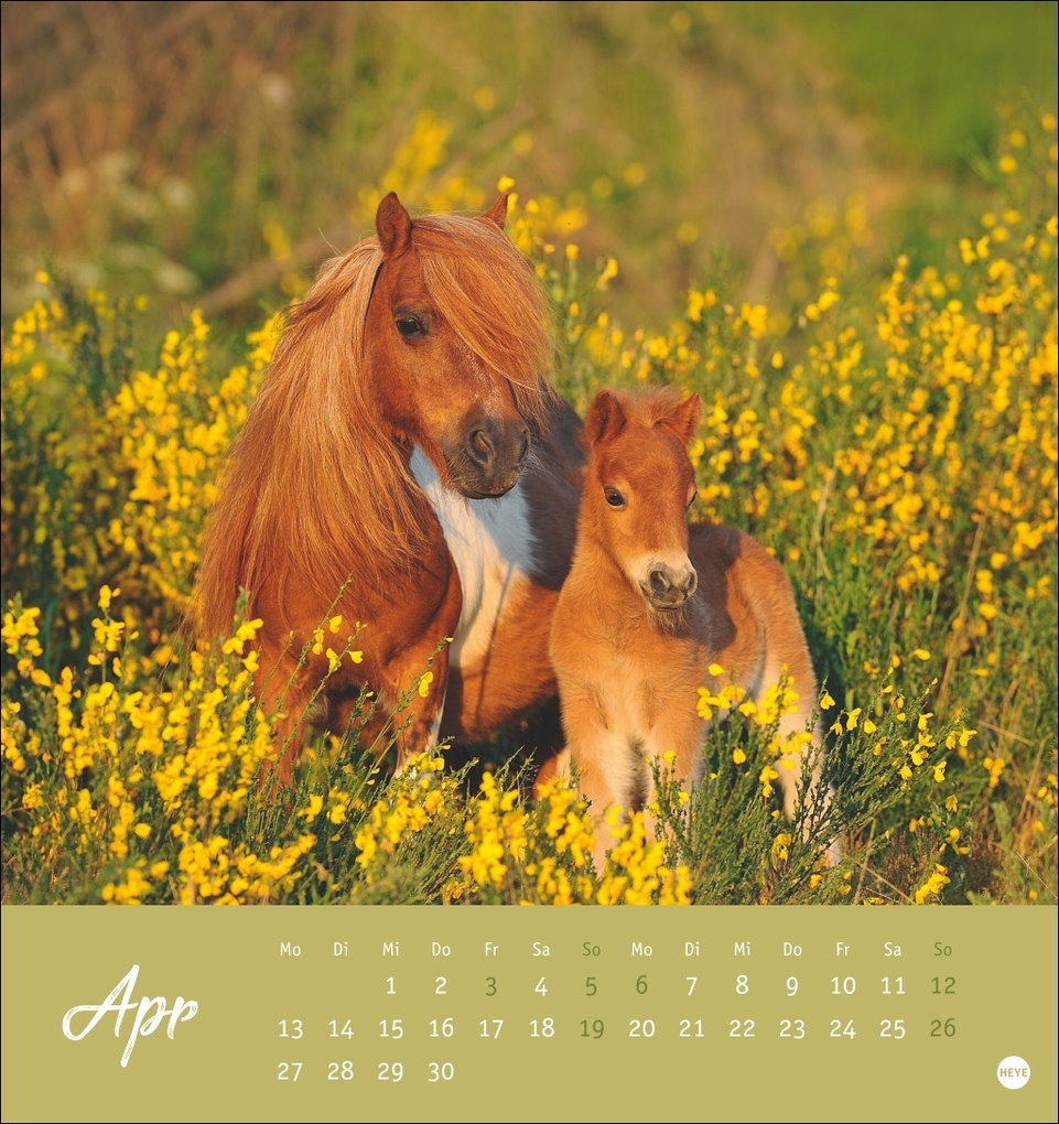Weitere Ansicht: Pferde Postkartenkalender 2026 - Starke Freunde