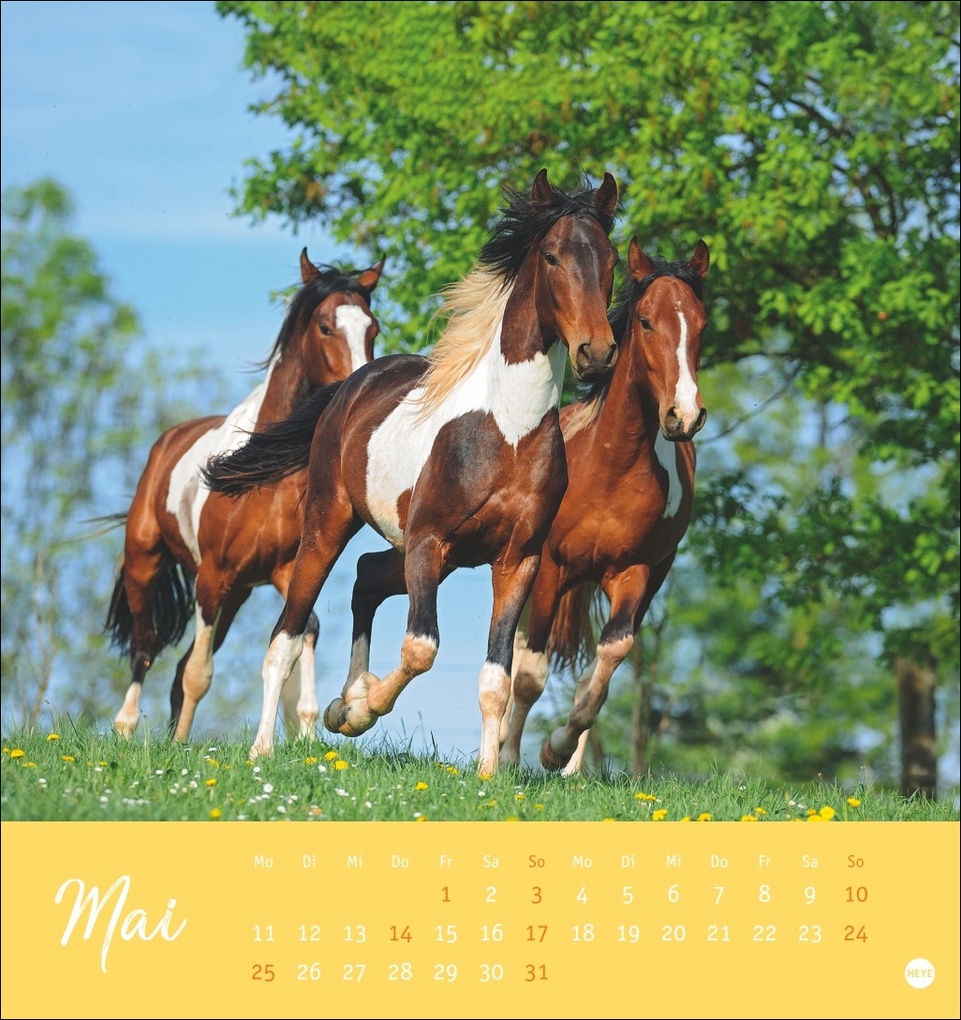 Weitere Ansicht: Pferde Postkartenkalender 2026 - Starke Freunde