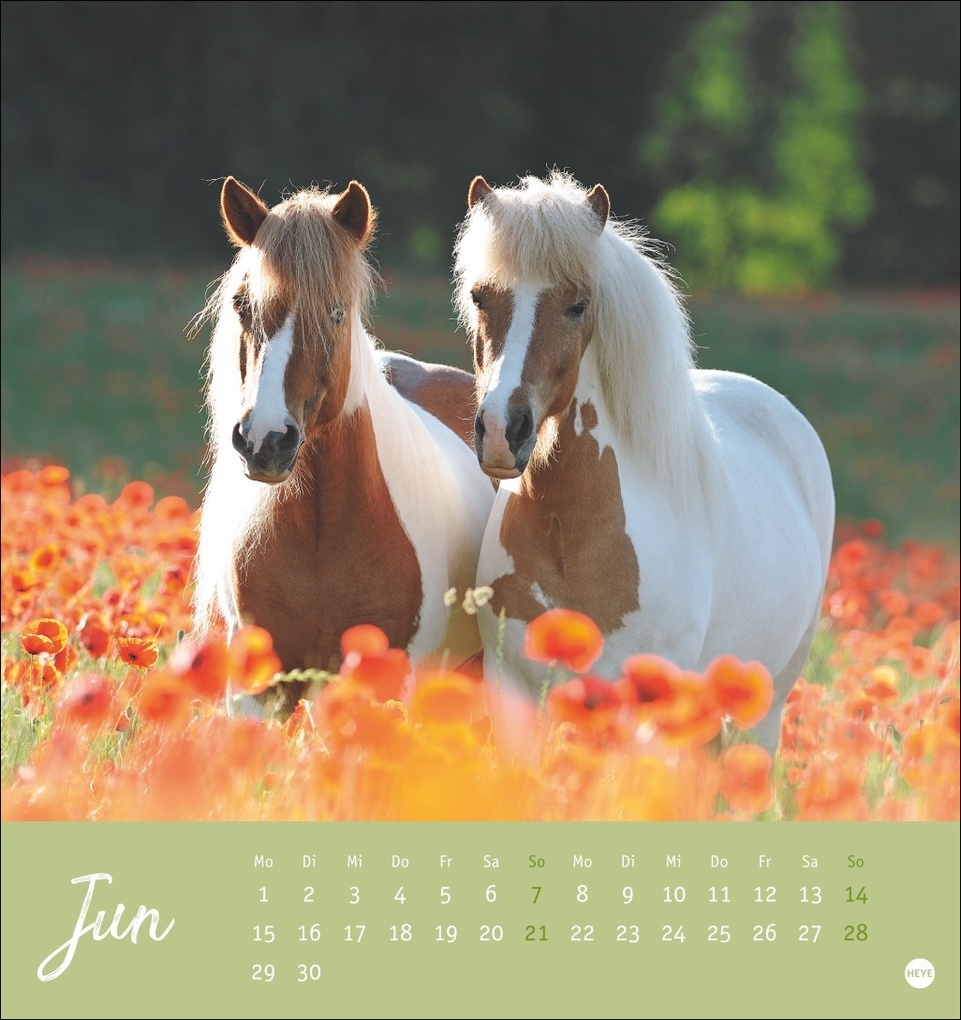 Weitere Ansicht: Pferde Postkartenkalender 2026 - Starke Freunde