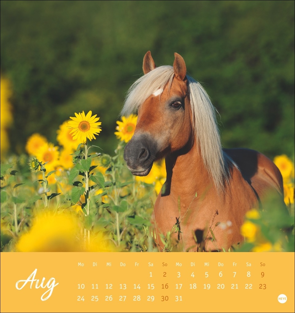 Weitere Ansicht: Pferde Postkartenkalender 2026 - Starke Freunde
