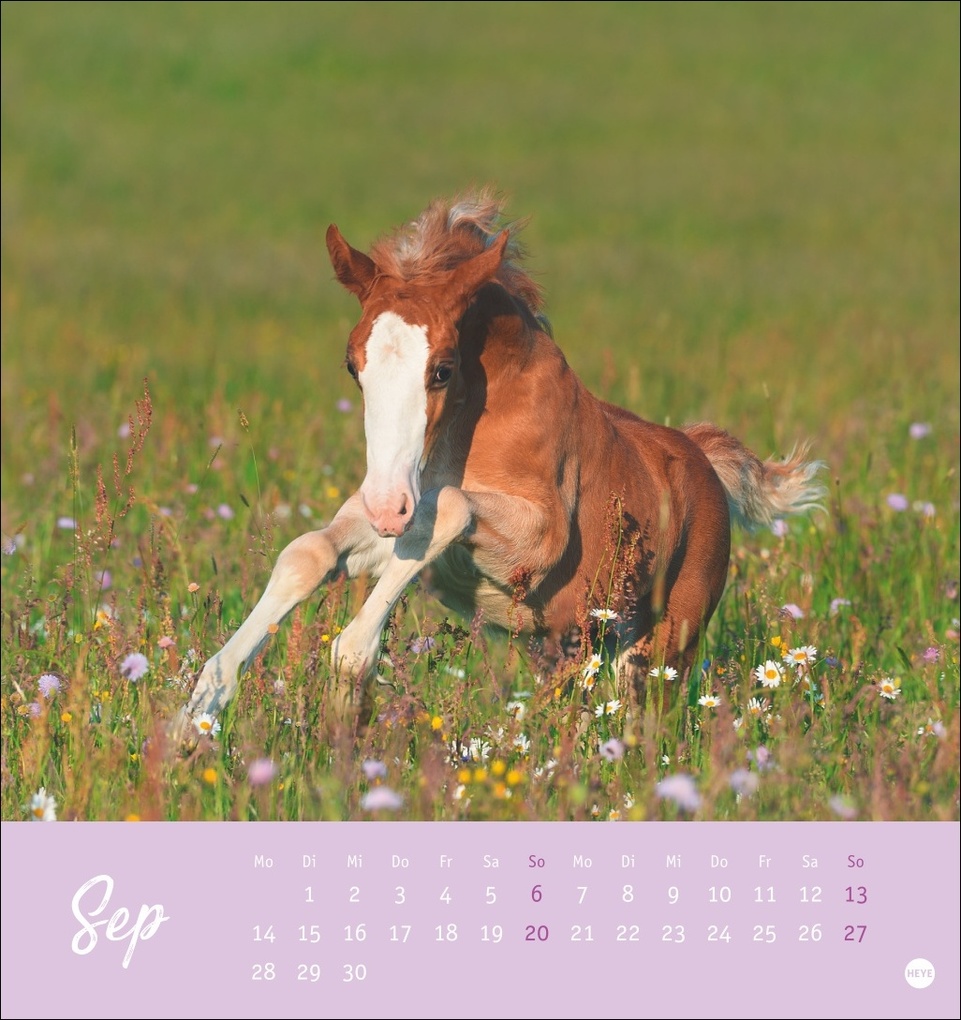 Weitere Ansicht: Pferde Postkartenkalender 2026 - Starke Freunde