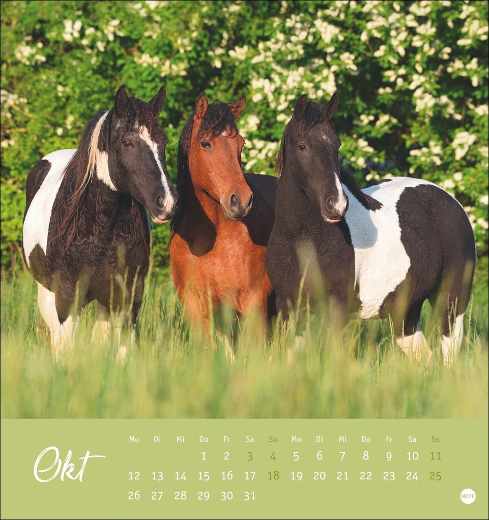 Weitere Ansicht: Pferde Postkartenkalender 2026 - Starke Freunde