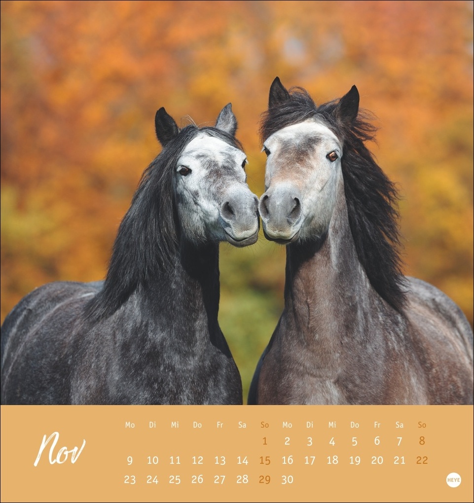 Weitere Ansicht: Pferde Postkartenkalender 2026 - Starke Freunde