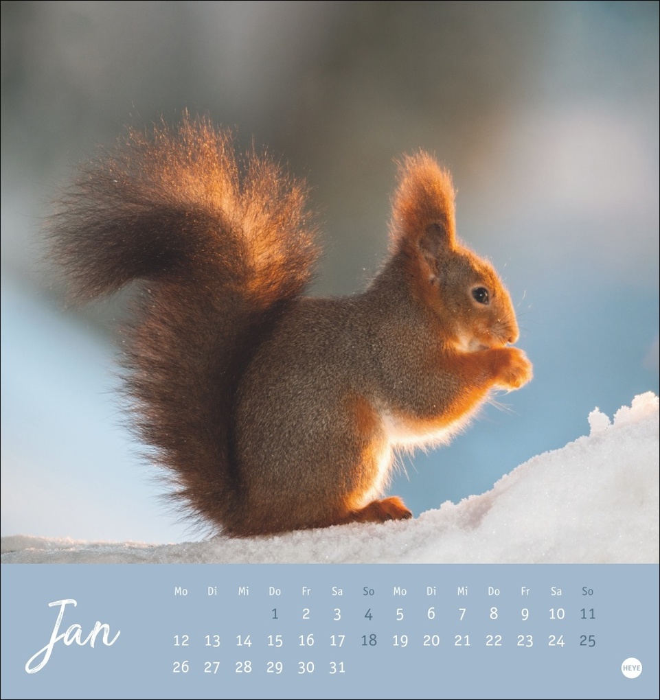 Weitere Ansicht: Eichhörnchen Postkartenkalender 2026