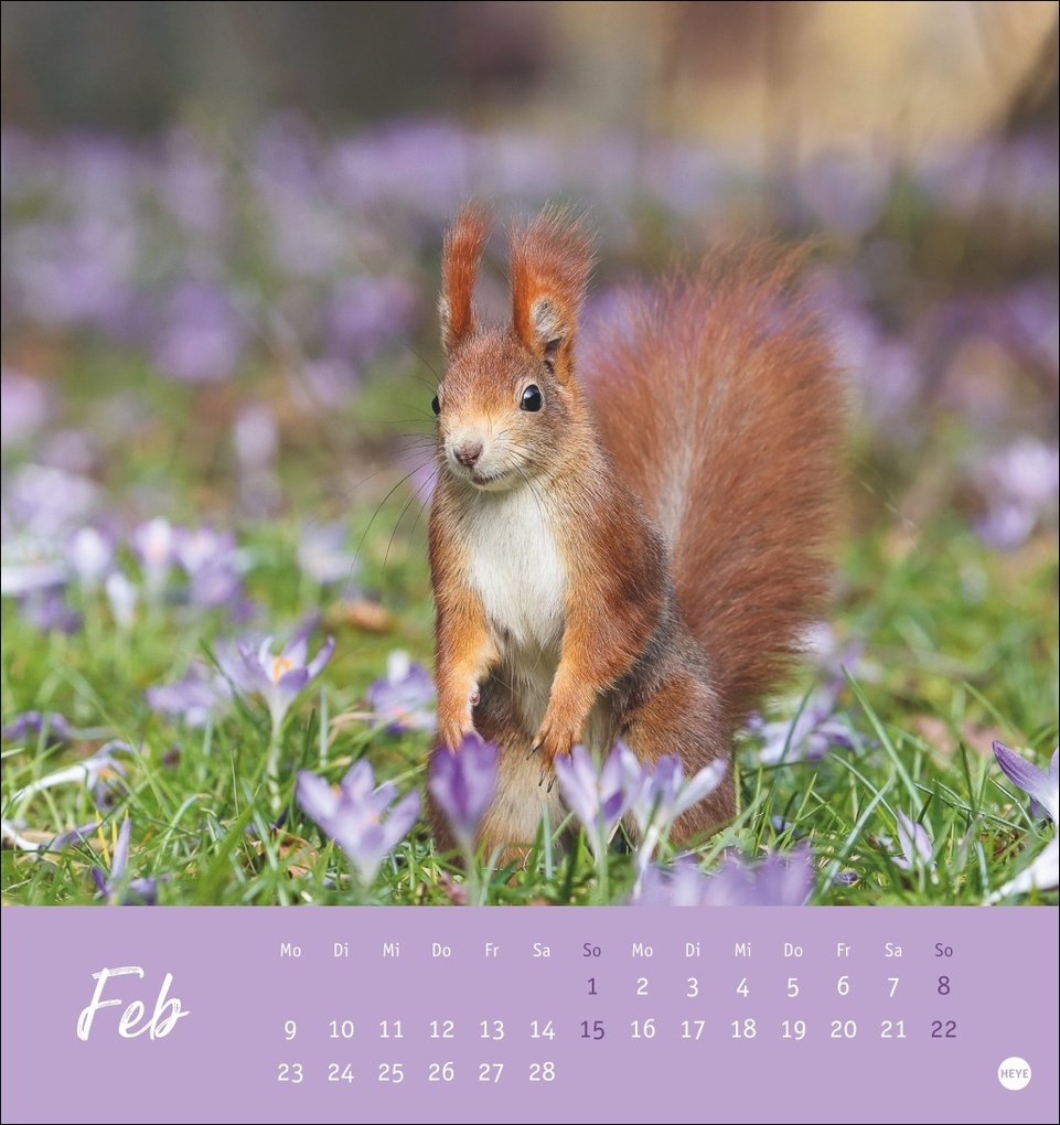 Weitere Ansicht: Eichhörnchen Postkartenkalender 2026