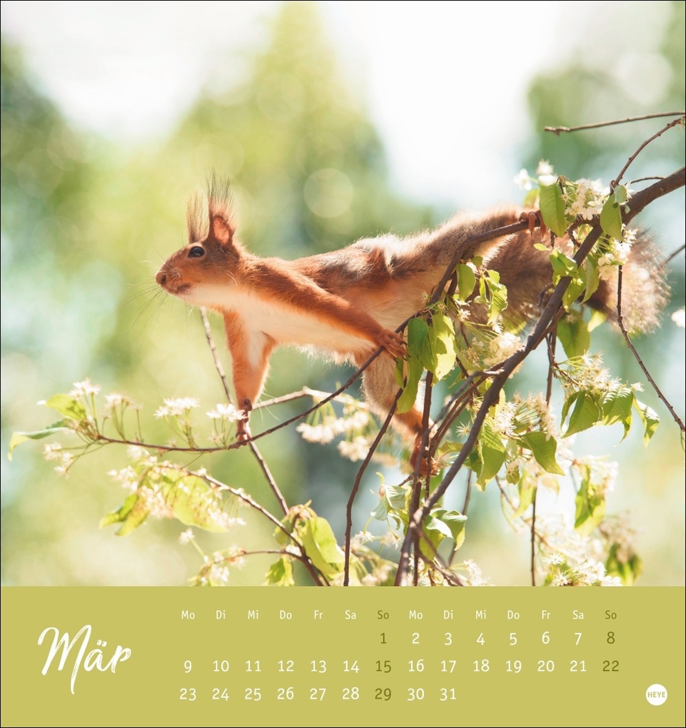 Weitere Ansicht: Eichhörnchen Postkartenkalender 2026